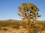 Joshua Tree in the Mojave desert, USA
